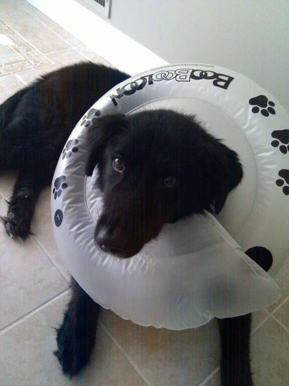 A Dog Wearing a Inflatable Elizabethan Collar