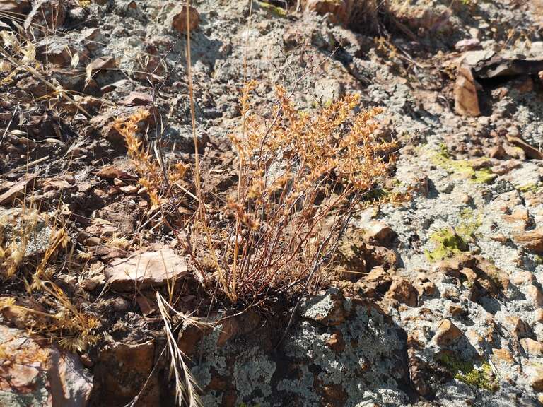 many-stemmed dudleya (Dudleya multicaulis)