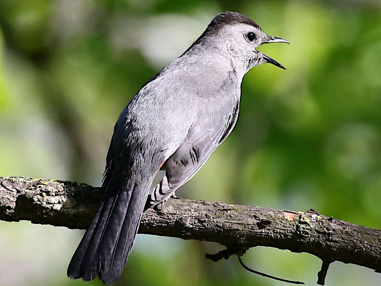 Gray catbird singing. Naperville Riverwalk,  Illinois, USA
