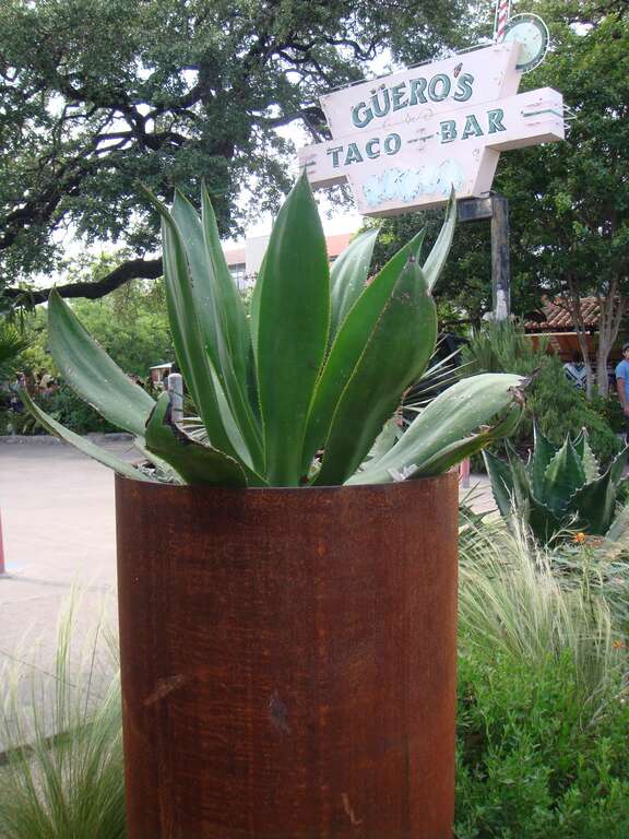 Guero's Native Garden 2