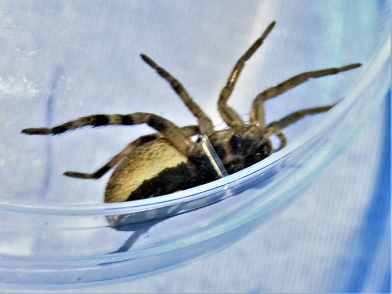 Ventral view of a female Hogna sp.