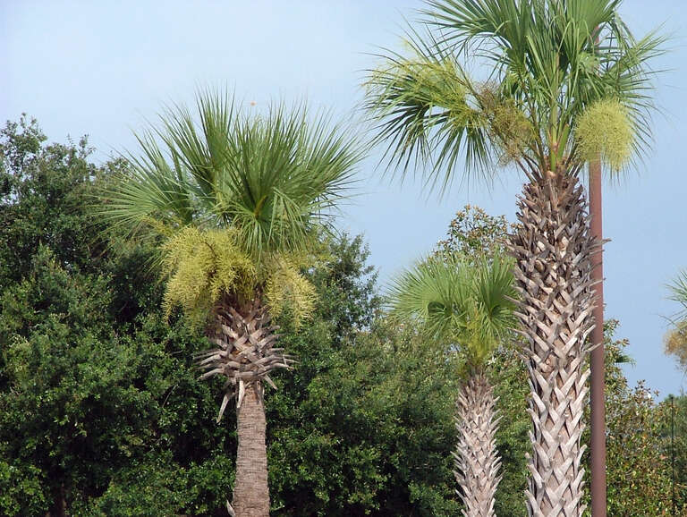 Kissimmee, Orlando, Florida, United States