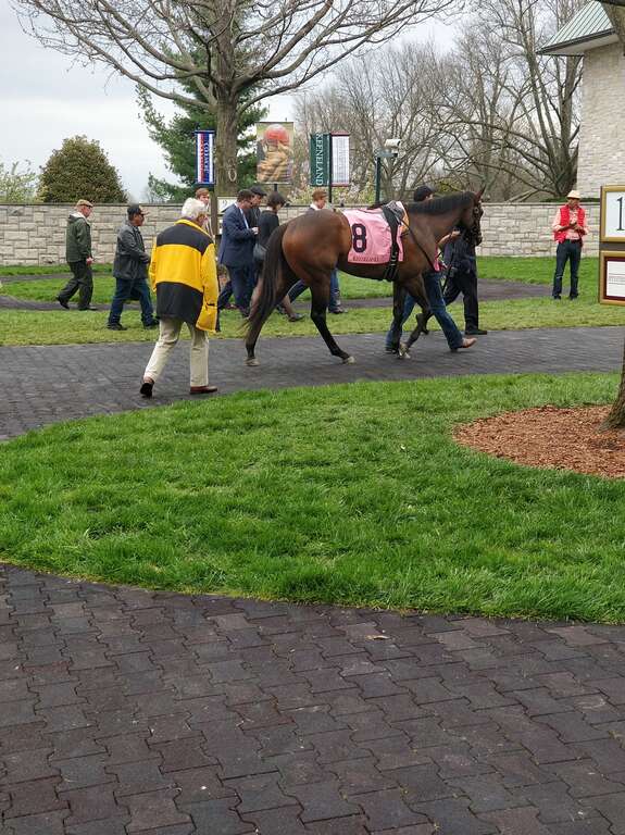 Lady Aurelia in the paddock before placing 2nd in the Giant's Causeway at Keeneland.

Feel free to use this photo however you like, just attribute &amp;lt;a href=&quot;https://atthepaddock.com&quot; rel=&quot;nofollow&quot;&amp;gt;atthepaddock.com&amp;lt;/a&amp;gt;. Thanks!
