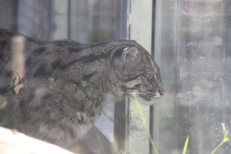 Fishing Cat