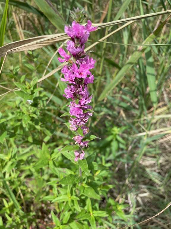 purple loosestrife (Lythrum salicaria)