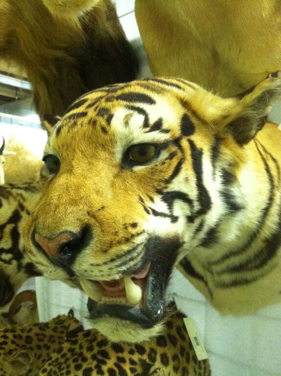 Mounted tiger (Panthera tigris) in the mammal collections at the Natural Science Research Laboratory at the Museum of Texas Tech University
