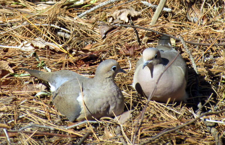Mourning Doves Cooing Backyard Birds