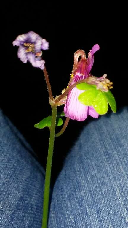 Brazilian woodsorrel (Oxalis brasiliensis)
