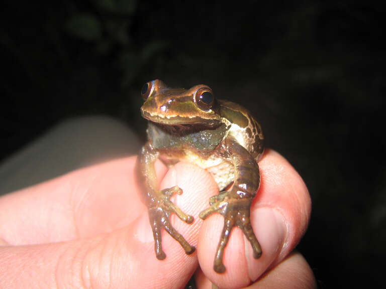 Pacific Tree Frog (Pseudacris regilla)
