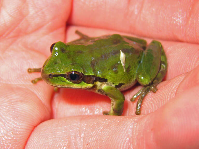 Pacific Tree Frog (Pseudacris regilla)