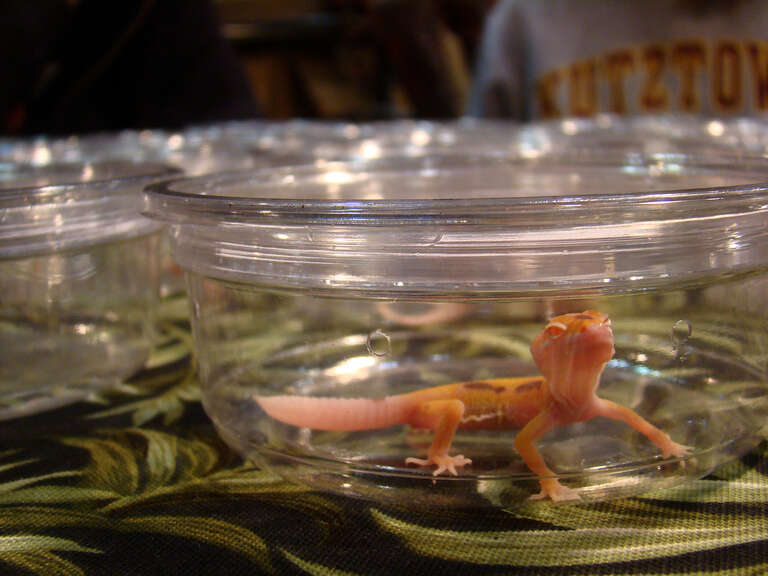 i believe this is an albino leopard gecko.
New York Metro Reptile Expo. Sunday, May 19th, 2009, White Plains, NY.

&amp;lt;a href=&quot;http://reptileexpo.com/nyfirst.htm&quot;&amp;gt;reptileexpo.com/nyfirst.htm&amp;lt;/a&amp;gt;