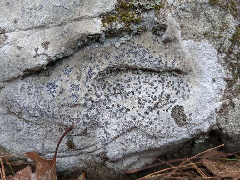 Smokey-eyed Boulder Lichen (Porpidia albocaerulescens)