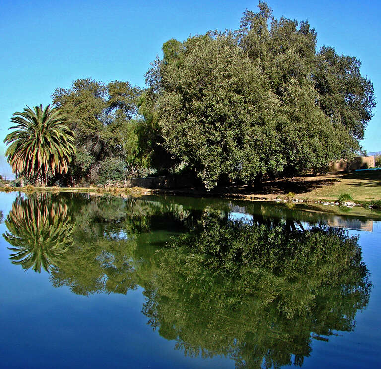 (1 in a multiple picture album)
I consider it a prize when I find a pond that is still and it is reflecting back the scene behind it.  This picture would hardly be hurt by turning it over. Amazing opportunity thinks I.