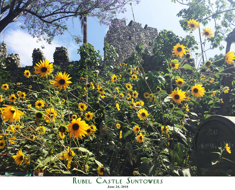 Thousands of sunflowers blossom at Rubel Castle, thanks to the gardeners Amy Wolkins, Bonnie Asa, and Sandy Krause.