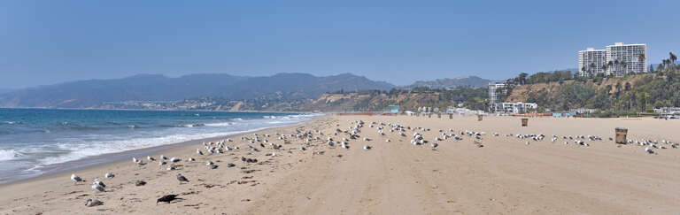 Santa Monica State Beach, California, looking towards the NW. In the foreground: a common raven (Corax corax) and a multitude of adult and juvenile western gulls (Larus occidentalis).