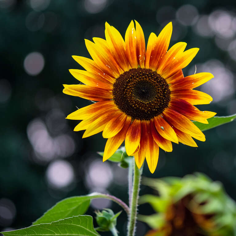 Sunflower, Munsinger Gardens 8/17/18 #munsingerclemens #greaterstcloud #flowers