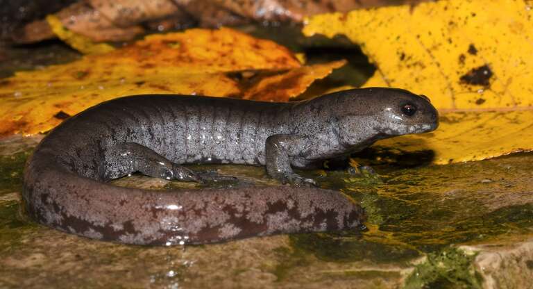 Small-mouthed Salamander (Ambystoma texanum)