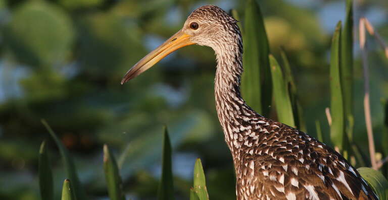Limpkin
