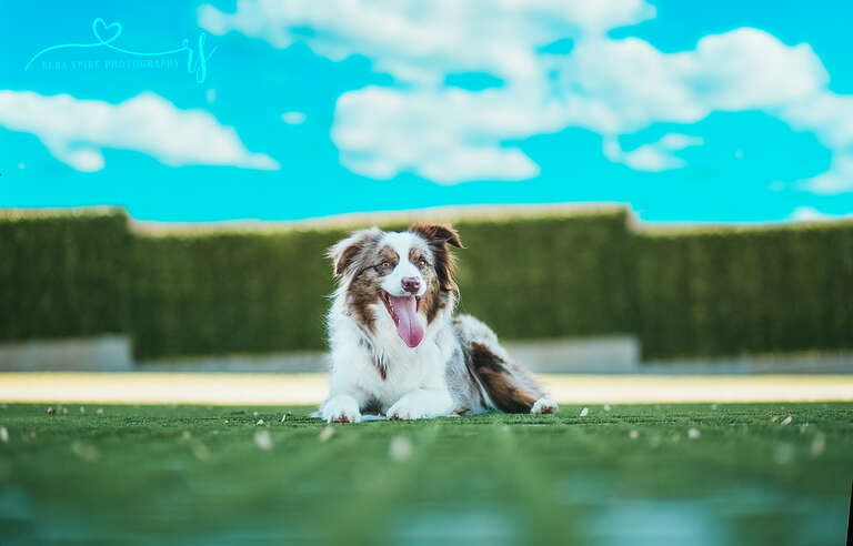 Red Merle Australian Shepherd Dog in front of some hedges.