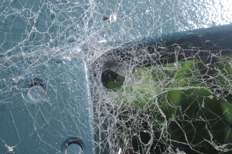 Female Badumna longinqua in its retreat.