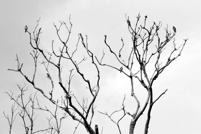 Birds on a dead tree