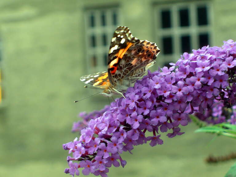 A butterfly at the Mercer Museum