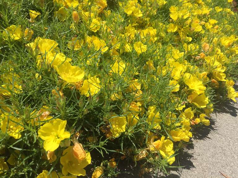 Calylophus hartwegii