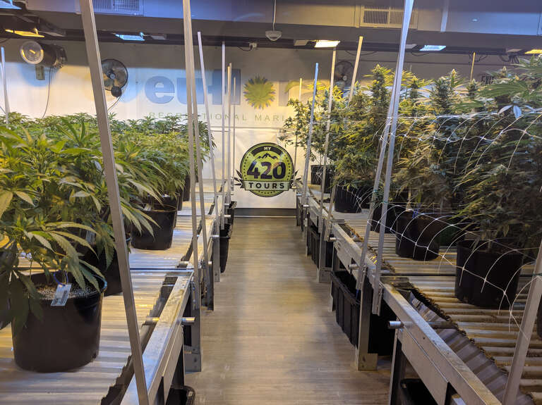 A behind-glass &quot;show grow&quot; at Euflora 3D Dispensary in Denver, Colorado
