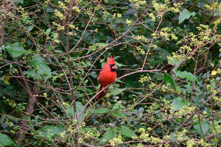 500px provided description: Cardinal In The Trees [#autumn ,#park ,#red ,#nature ,#wildlife ,#vibrant ,#springtime]