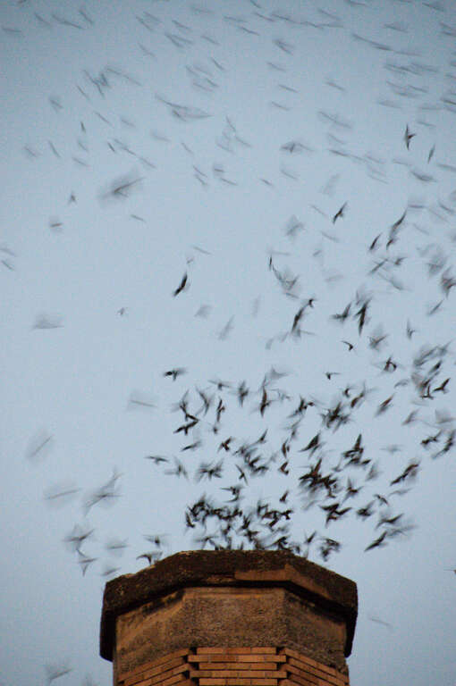 The flock of Vaux's Swifts swirling into a 1920s elementary school chimney to roost for the night.  These Vaux's Swifts (Chaetura vauxi) are quite selective about their roost during their annual migration from the Pacific Northwest to Central