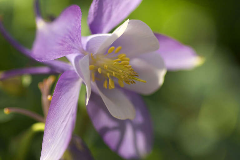 Aquilegia cultivar.