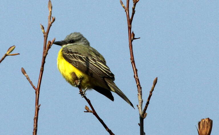 Couch's Kingbird