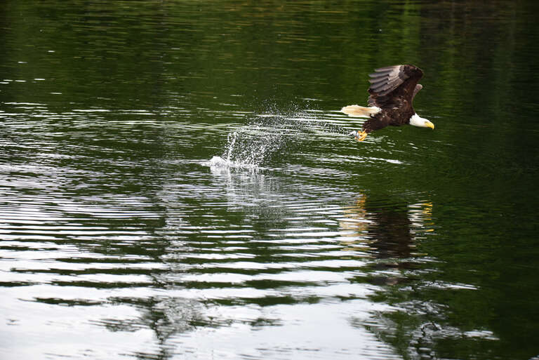 500px provided description: Float plane  ,most popular way to travel in Alaska []
