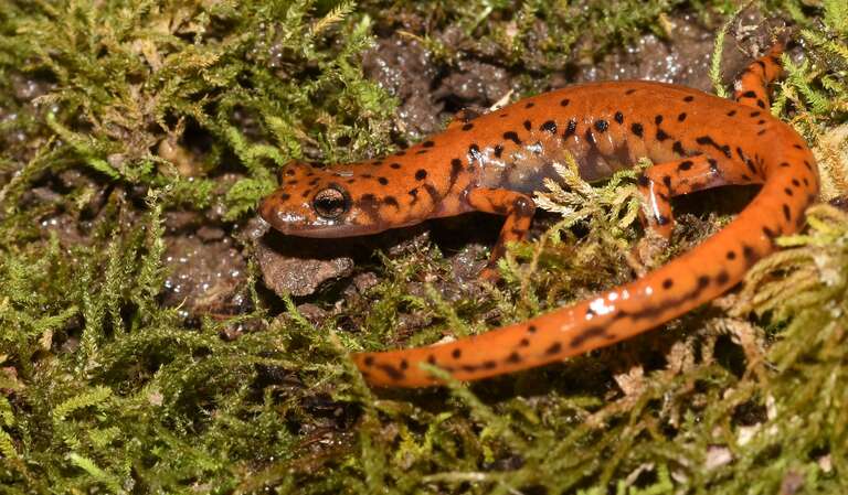 Cave Salamander (Eurycea lucifuga)