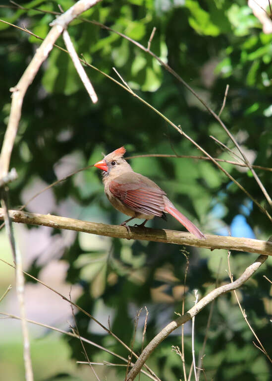 Not from around here! We don't get cardinals like these in California. This shot is from Louisiana. It's a female. Sadly, I didn't catch one of the colorful males.