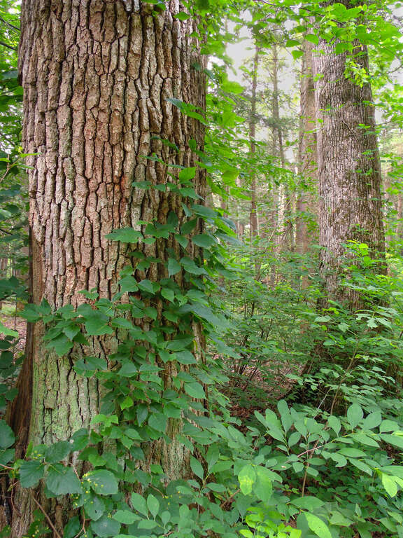 Old-growth tulip poplars (Liriodendron tulipifera), Jacobsburg Environmental Center, Northampton County.
The Henry's Woods Trail, skirting both sides of Bushkill Creek, features an old-growth forest of mostly hemlocks and mixed hardwoods. It is among