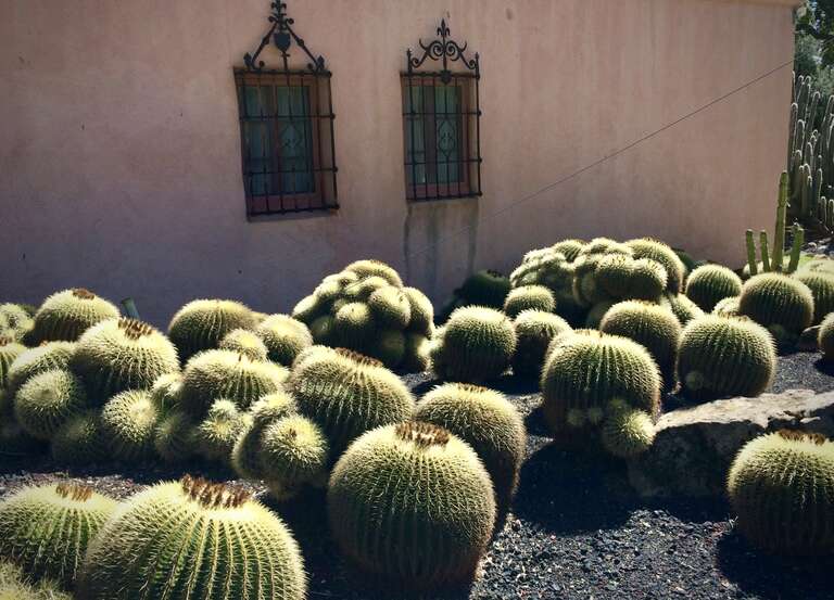 Mature Golden Barrels, planted at the front of the guest house, Lotusland