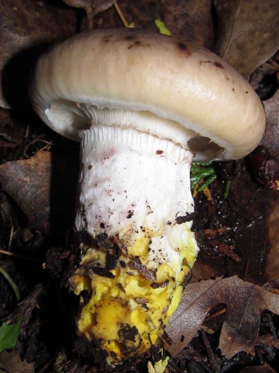 Blackening Slime Spike (Gomphidius oregonensis)