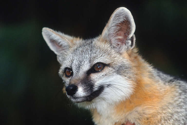 The grey fox (Urocyon cinereoargenteus) is the most common fox in California, with a silvery-grey coat with patches of yellow, brown, rust, or white on the neck and belly. They are mostly found in coastal or mountain forests at low elevations where