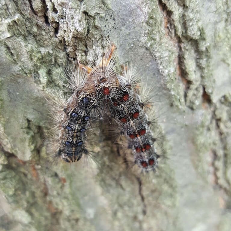 Gypsy moth caterpillar (Lymantria dispar dispar) found dead on the bark of a tree. When these caterpillars are killed by viruses, they are often hanging in a 'V' shape with their heads and hind parts pointing toward the ground. There will generally