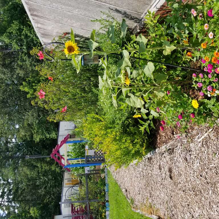 Lakewood Elementary School Garden blooming in summer