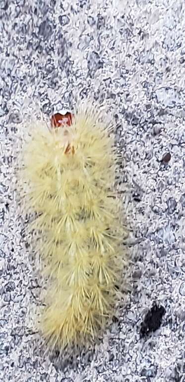 Lymire edwardsii no sul da Florida