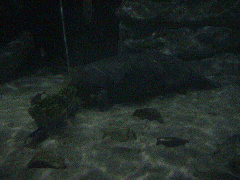 Manatee the Vegetarian