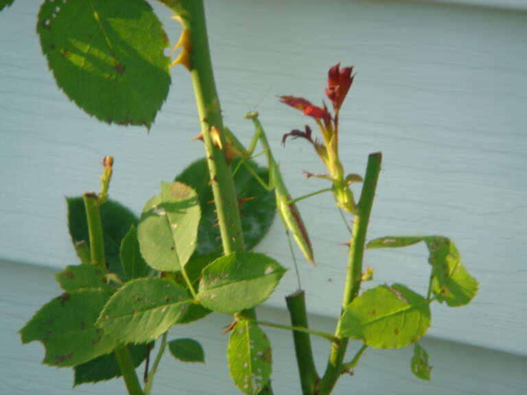 The male praying mantis is the smaller of the two, and bright green. This one sat mimicking the foliage and stalk arrangements on a rose bush for the greater part of one day.