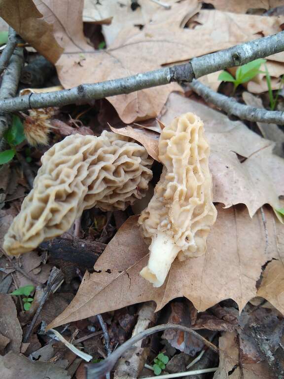 Yellow Morel (Morchella esculenta)