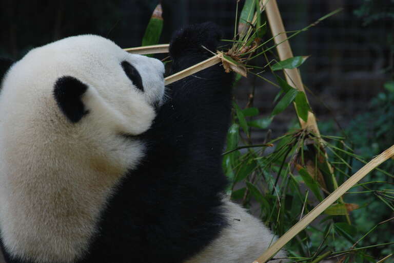 Pandas @ San Diego Zoo