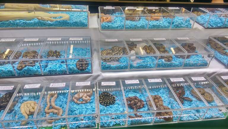 A display of various snakes for sale at the 2016 Wasatch Reptile Expo.