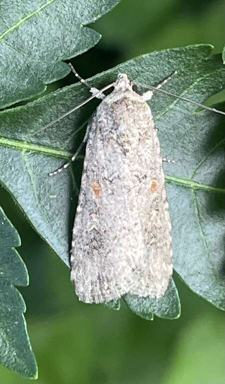 Beet Armyworm Moth (Spodoptera exigua)