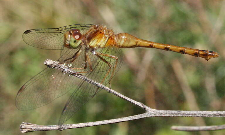A female Autumn Meadowhawk (Sympetrum vicinum)