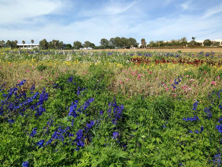 The Flower Fields at Carlsbad Ranch
